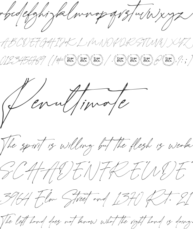 Charlotte Signature Demo font preview