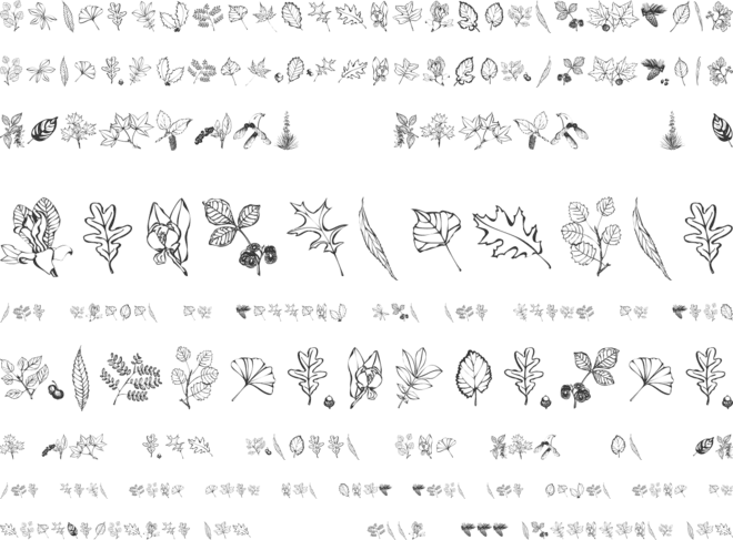 Arboris Folium font preview