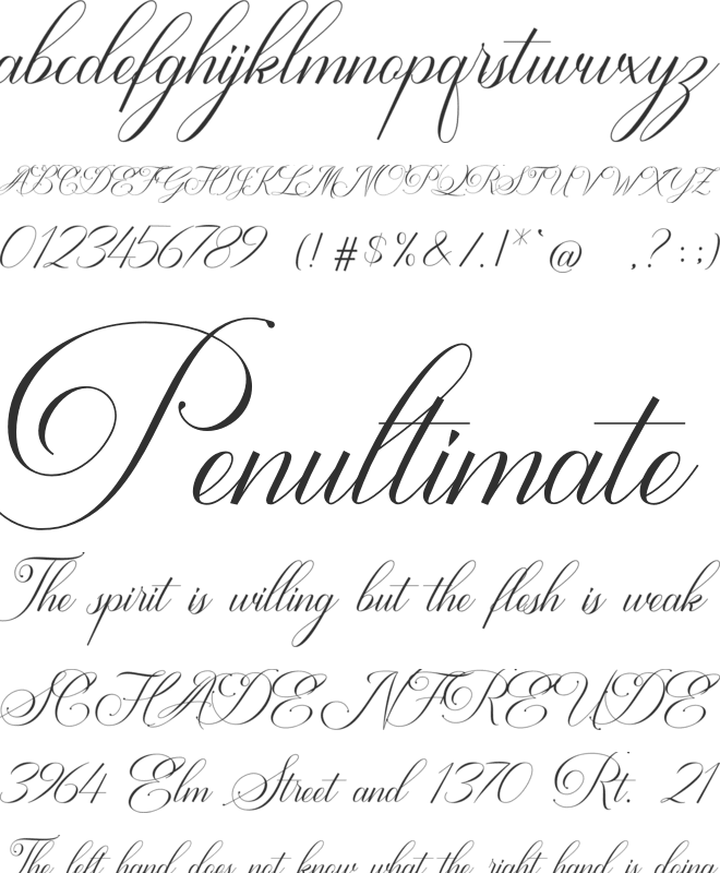 Avalon Chaligraphy font preview