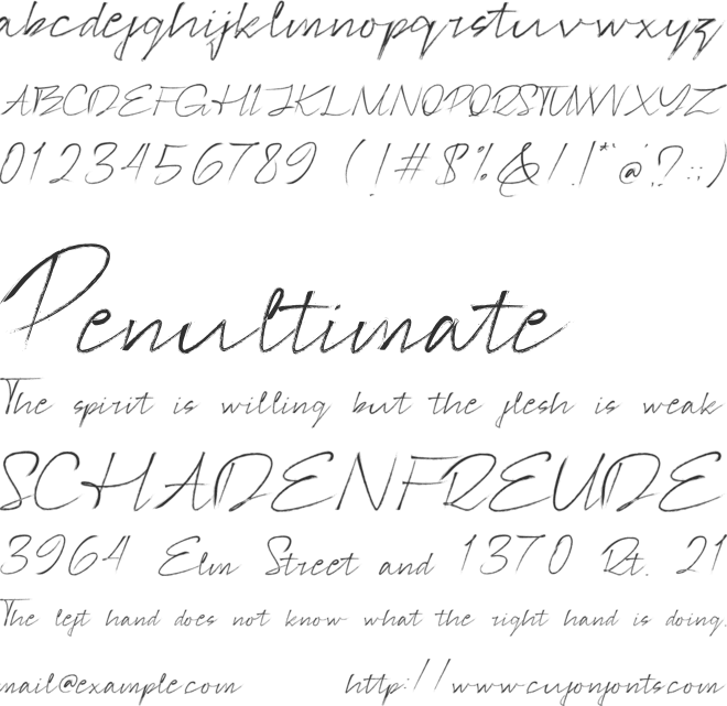 Signotera Brush font preview