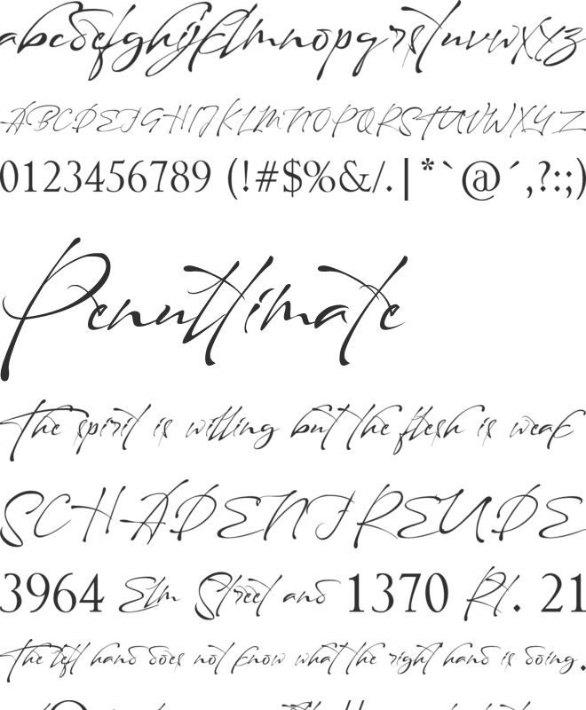 Maestro Signature font preview