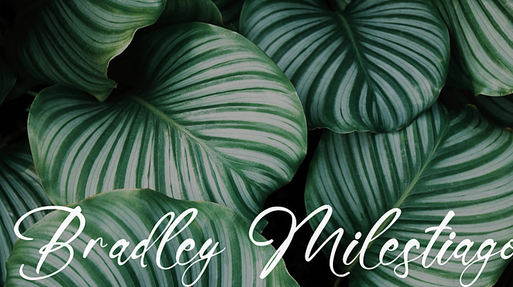 Bradley Milestiago Font