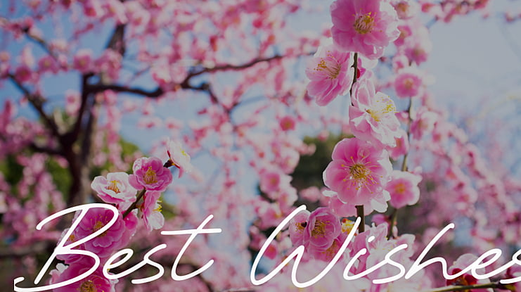 Best Wishes Font