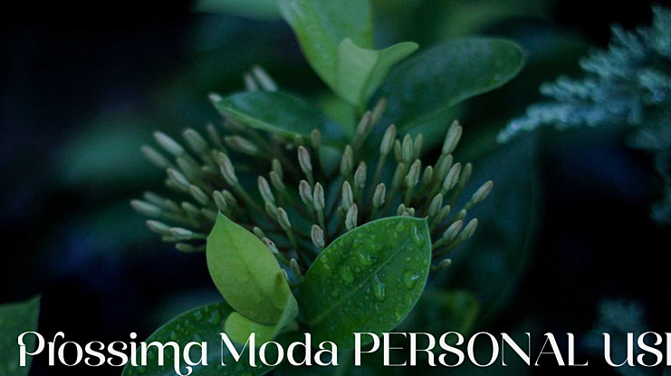 Prossima Moda PERSONAL USE Font Family