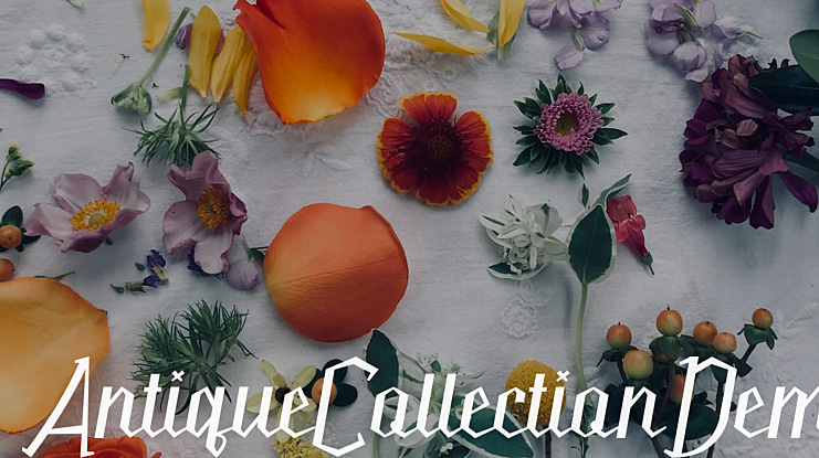 AntiqueCollectionDem Font