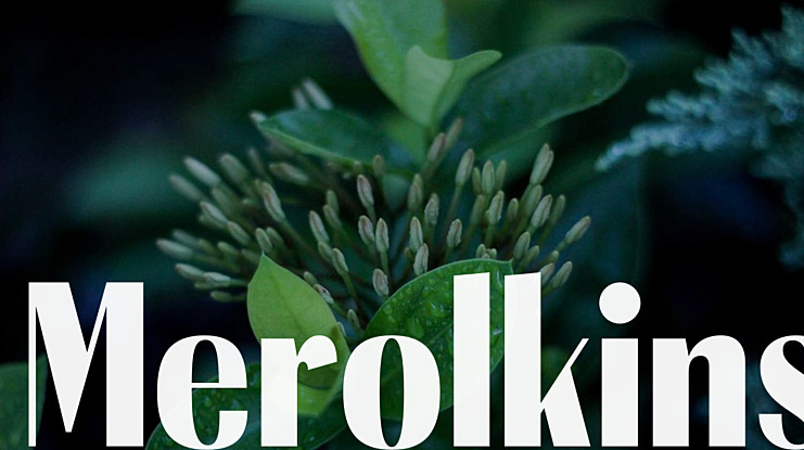 Merolkins Font