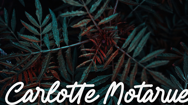 Carlotte Motarue Font