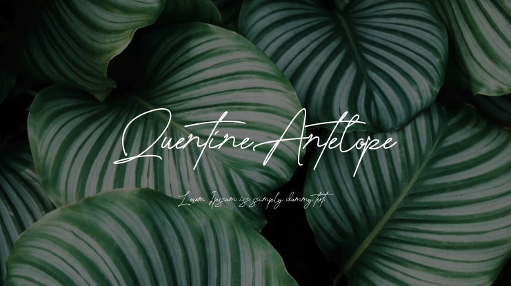 QuentineAntelope Font