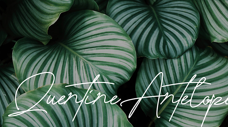 QuentineAntelope Font