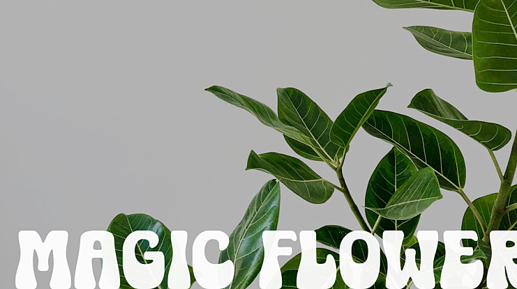 Magic Flower Font Family
