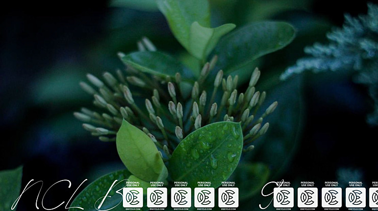 NCL Boquet Guides Font