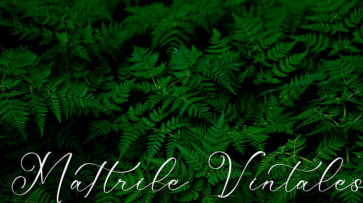Mattrile Vintales Font