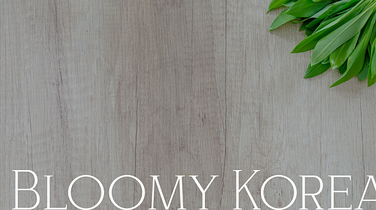 Bloomy Korea Font
