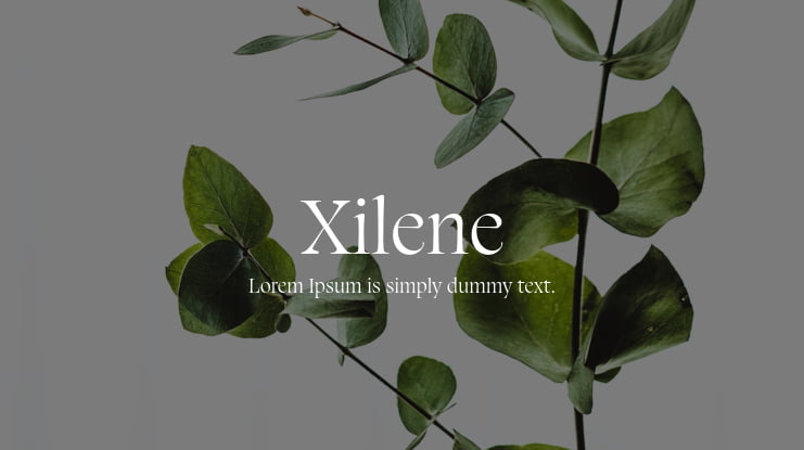 Xilene Font Family