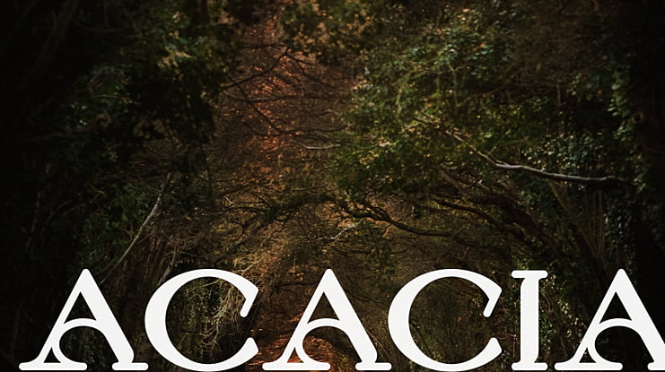Acacia Font
