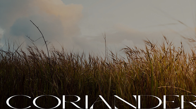 Coriander Font
