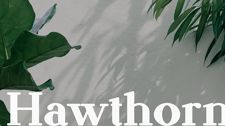 Hawthorn Font