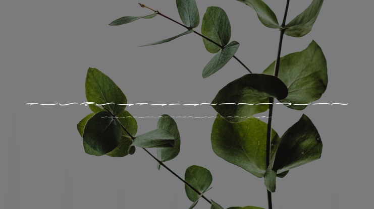 Valkyrie Brush Swash Font Family