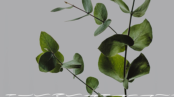 Valkyrie Brush Swash Font Family