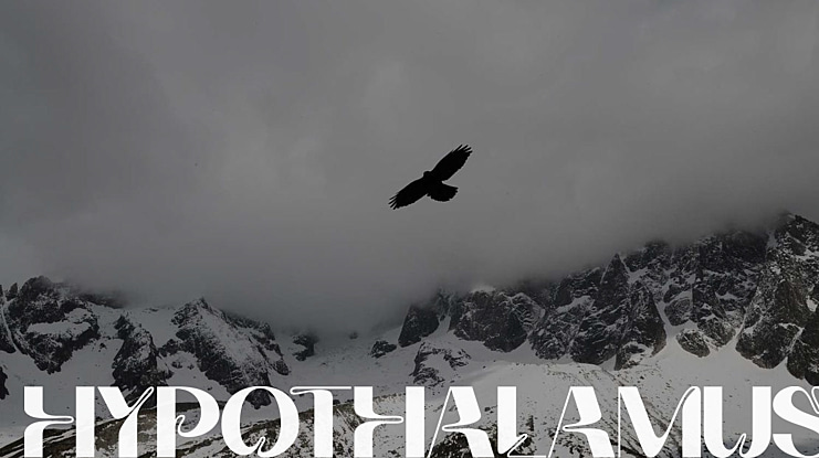HYPOTHALAMUS Font