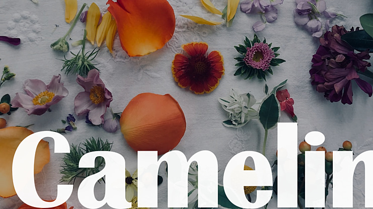 Camelin Font