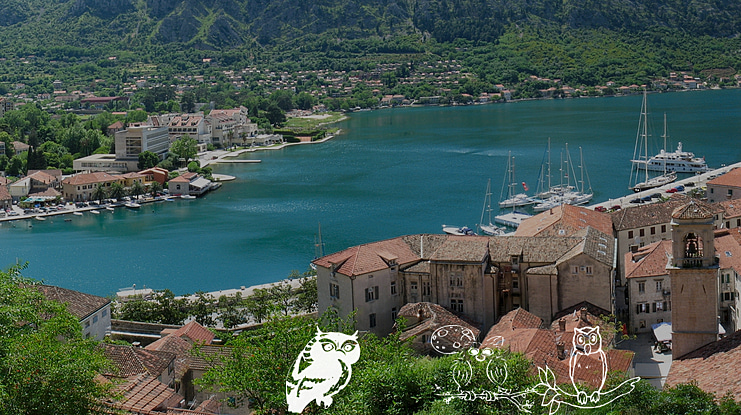 AEZ Owls for Traci Font