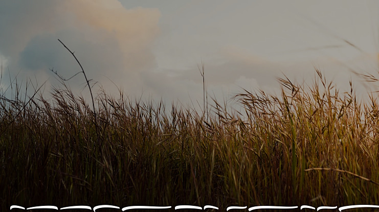 Amelona Swash Font Family