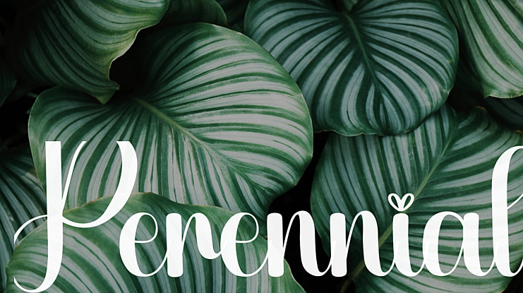 Perennial Font