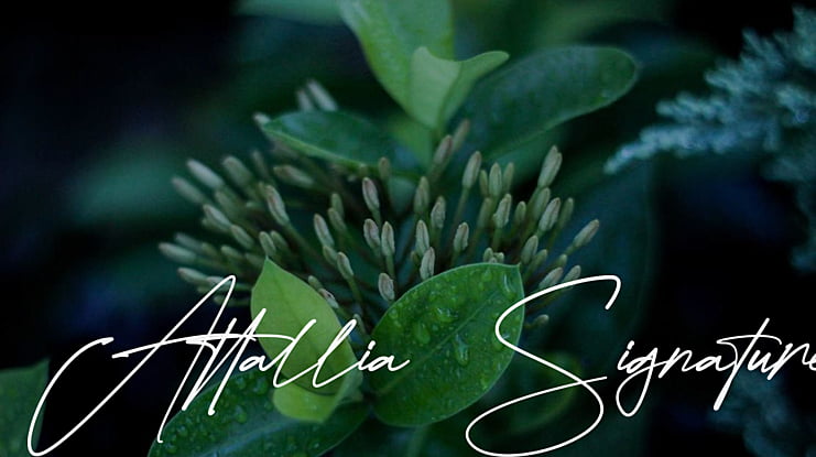 Attallia Signature Font
