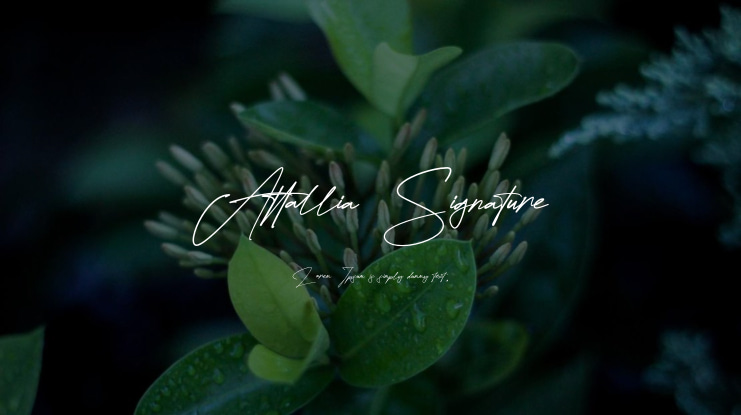 Attallia Signature Font