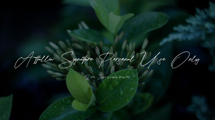 Attallia Signature Personal Use Only Font