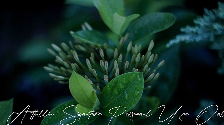 Attallia Signature Personal Use Only Font