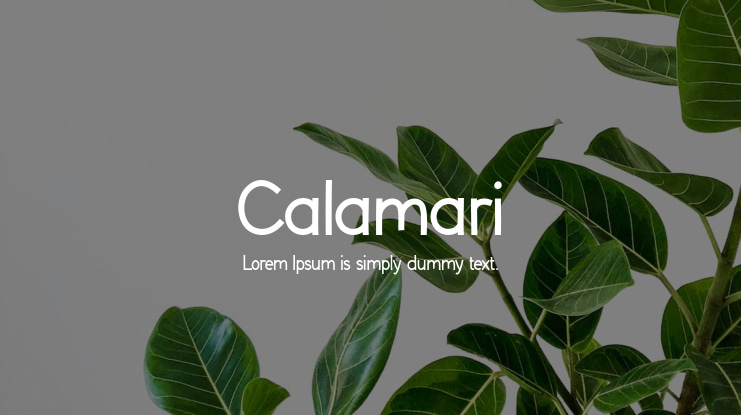 Calamari Font