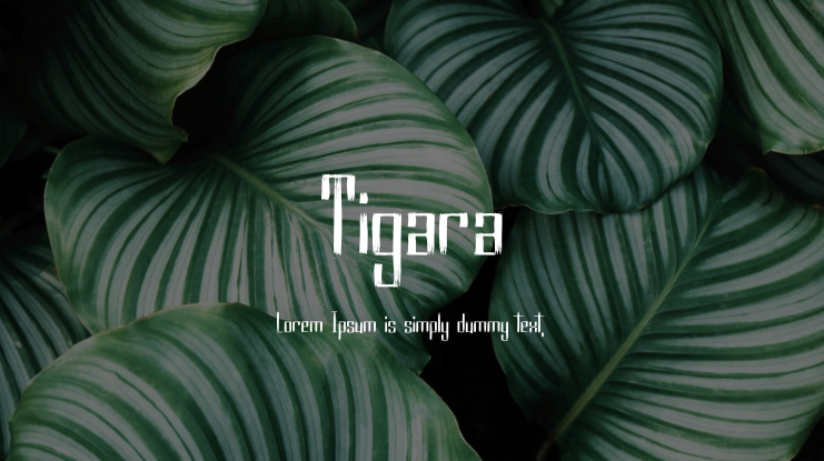 Tigara Font