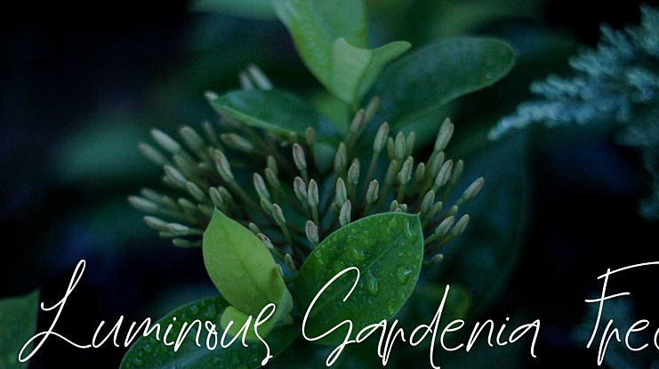 Luminous Gardenia Free Font