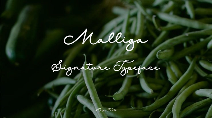 Malliga Signature Font