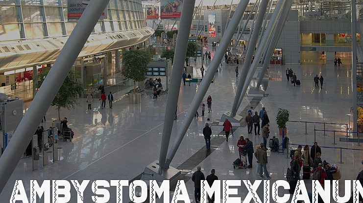 Ambystoma Mexicanum Font