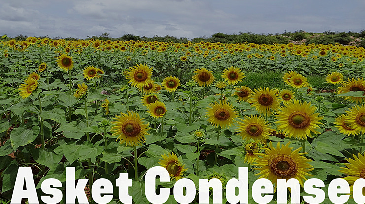 Asket Condensed Font Family