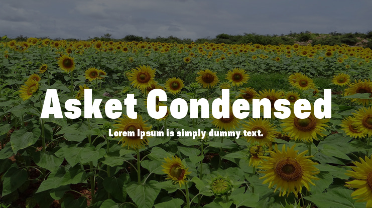 Asket Condensed Font Family