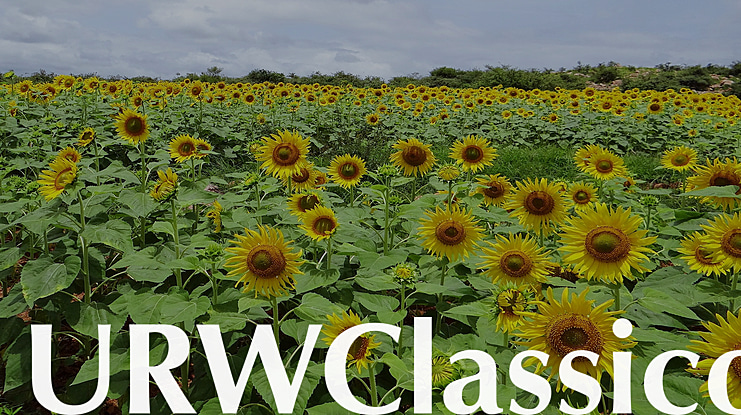 URWClassico Font Family