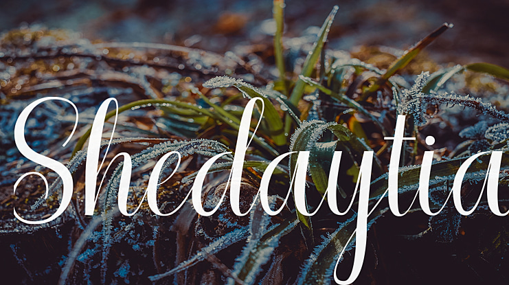 Shedaytia Font