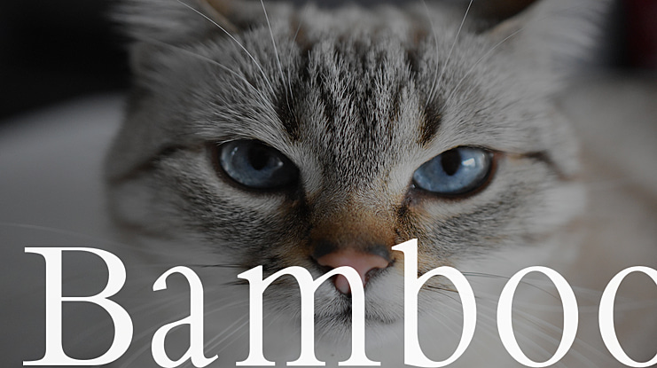 Bamboo Font