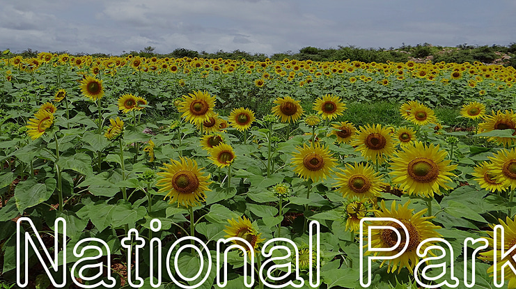 National Park Font Family