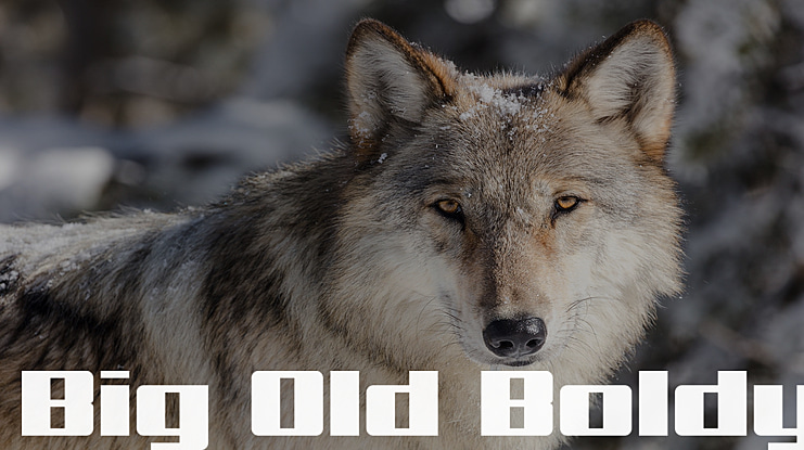 Big Old Boldy Font