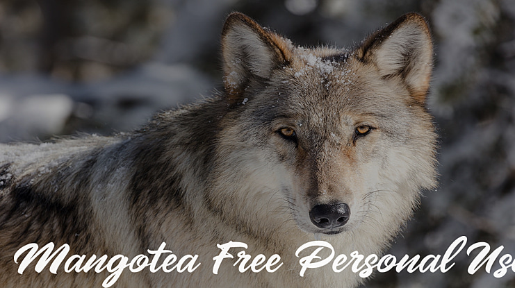 Mangotea Free Personal Use Font