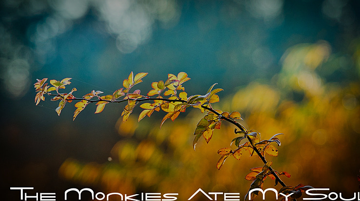 The Monkies Ate My Soul Font