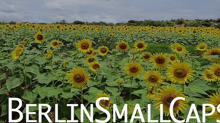 BerlinSmallCaps Font