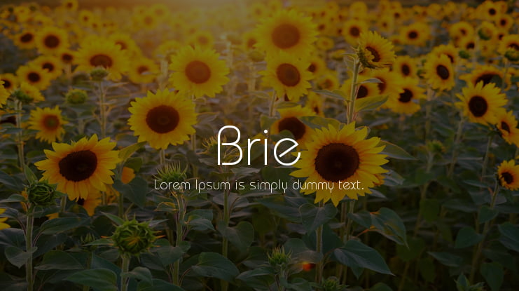 Brie Font