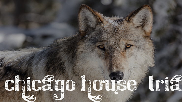 Chicago House_trial Font