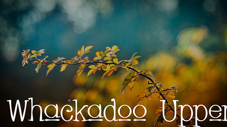 Whackadoo Upper Font Family